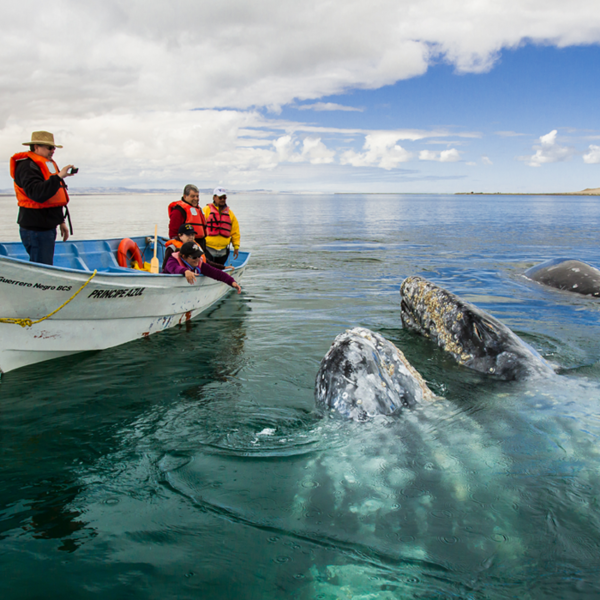 Turistas admirando a una ballena gris
