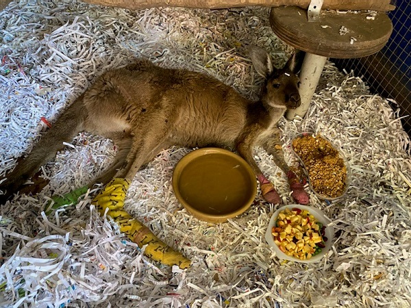 Ayuda al Centro de Rescate de Animales de Australia