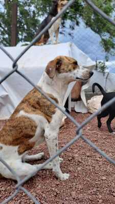  Croquetón 2024 recolecta cuatro toneladas de alimento para perros y gatos que sufren abandono