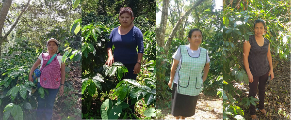 Las mujeres detrás de  la industria del café de Starbucks México