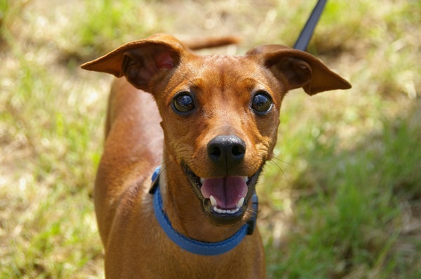 ¿Qué implica la tenencia responsable  de una mascota canina?