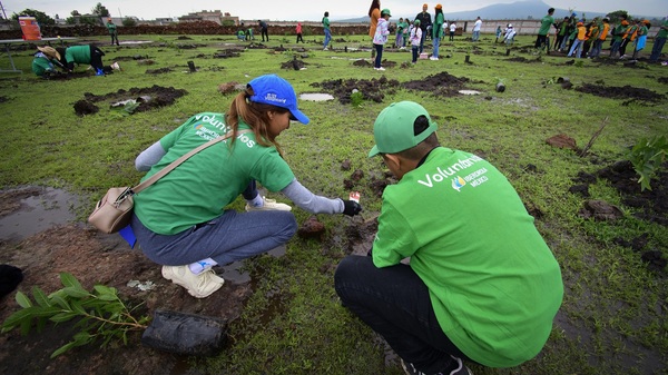 Voluntarios sembrando árboles en GTO