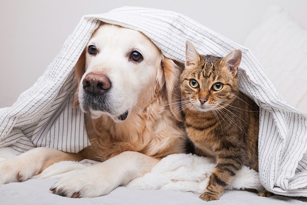  ¿Tienes en casa un botiquín de primeros auxilios para tu mascota?