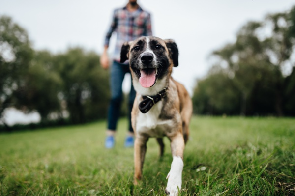 Si encuentras a un perro en la calle ¿Cómo le ayudas?