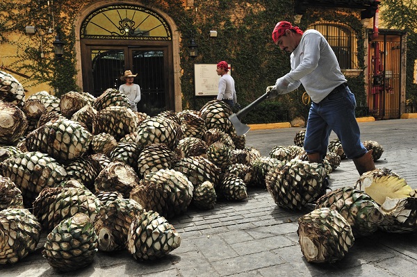 Tequila: bate récords de producción y gana adeptos en el mundo