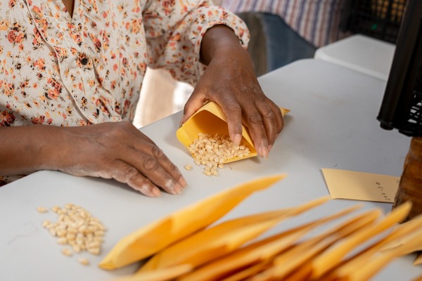 Mujer seleccionando granos de maíz