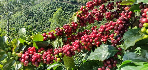 Yara, busca los mejores cafés mexicanos para reconocerlos nacional e internacionalmente