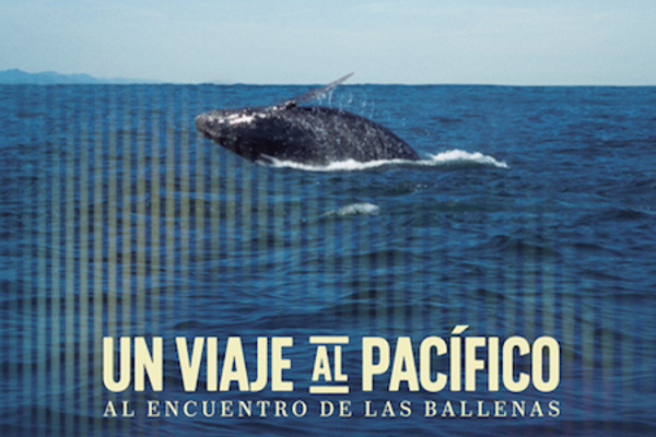 Ballena