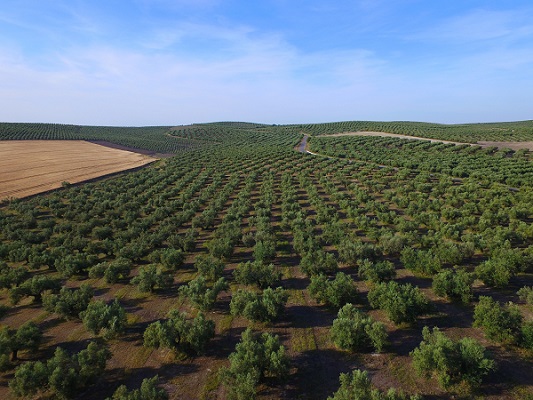 Desafíos y Oportunidades para el aceite de oliva en México