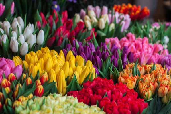 Tulipanes multicolor