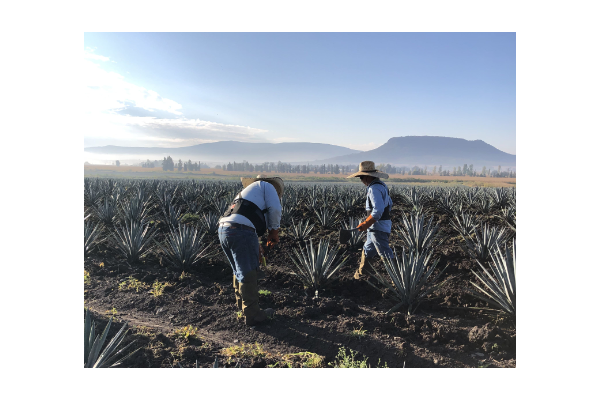 Maguey