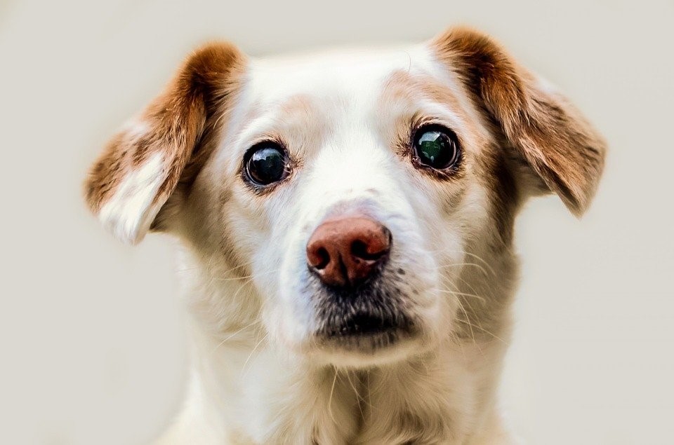 Perrito