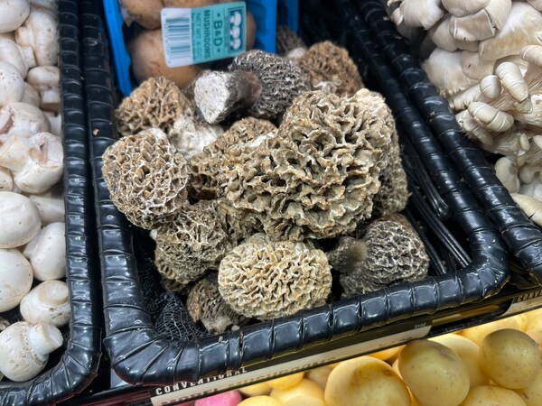 morel mushroom