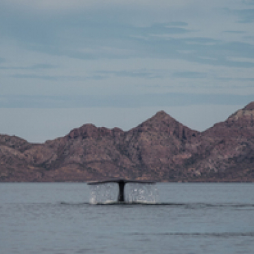 Bahía de Loreto: destino de ensueño para el avistamiento de ballenas