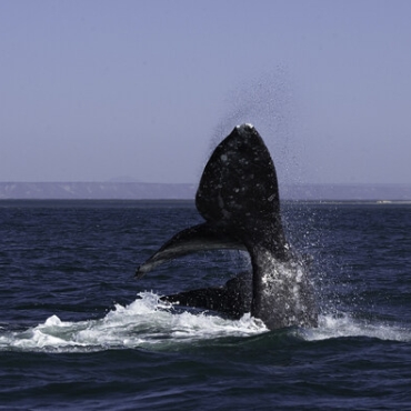 Descubre la magia de la Laguna de San Ignacio y su fauna marina