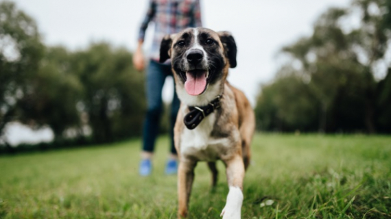 Si encuentras a un perro callejero ¿Cómo le ayudas?