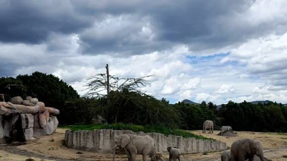 Lester y Africam Safari unen esfuerzos en favor de los elefantes africanos