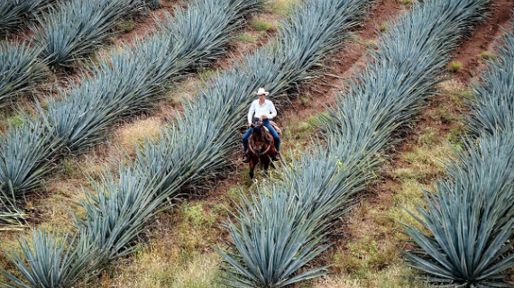 ¿Cómo se encuentra la exportación del Tequila en México?