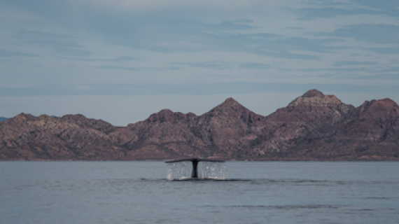 Bahía de Loreto: destino de ensueño para el avistamiento de ballenas