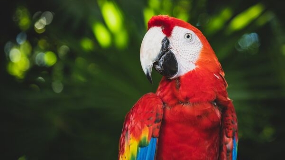 Xcaret lanza una edición especial de latas "X amor a México"