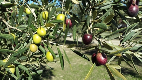 Desafíos y Oportunidades para el aceite de oliva en México