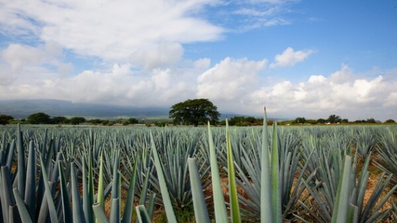 Gran Malo presenta su edición limitada de jamaica