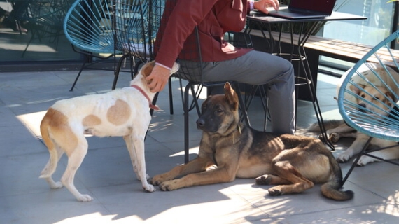 Jornada de adopción de mascotas, para descubrir al nuevo amigo de 4 patas