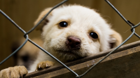LLEGA “CROQUETÓN 2025”, UN ESFUERZO CONJUNTO POR EL BIENESTAR ANIMAL Y LA RESPONSABILIDAD SOCIAL EN MÉXICO