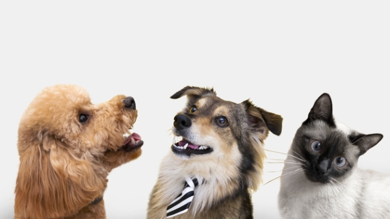 El mercado de mascotas crece y puedes hacer que tu negocio crezca con él 