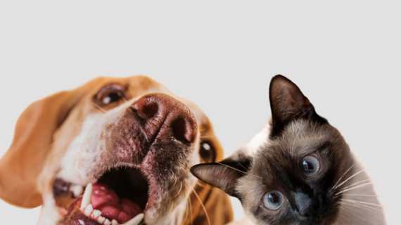Alergias alimentarias en mascotas, ¿cómo distinguirlas?