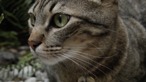 En el día mundial del gato, Bye Bye Friend recuerda que  su huella es para siempre