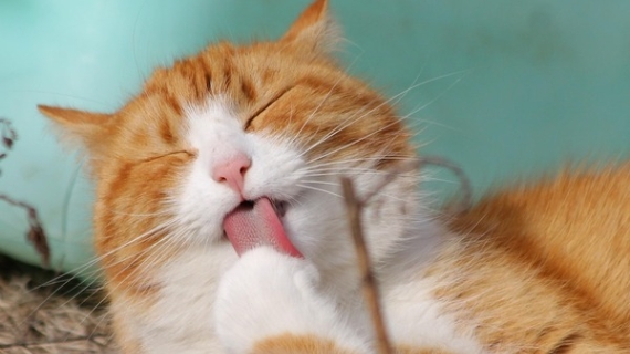 Día Mundial del Gato:  Cuidados esenciales que aseguran una vida larga y saludable