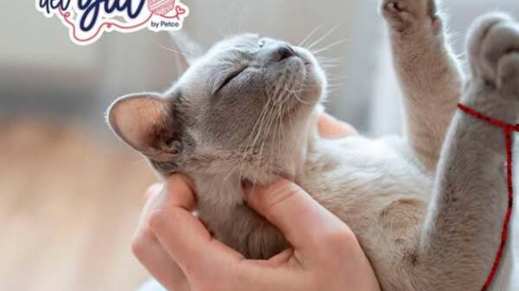 DÍA INTERNACIONAL DEL GATO  PETCO REAFIRMA SU COMPROMISO CON EL BIENESTAR Y  CUIDADO RESPONSABLE DE LOS FELINOS 