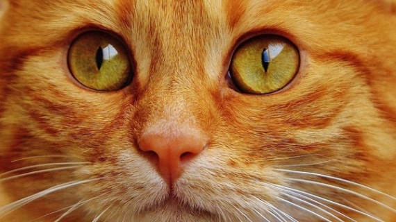 El curioso origen del Día Internacional del Gato y su lugar en nuestra cultura actual