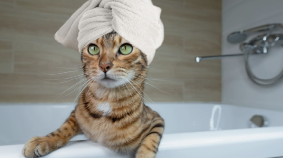 Día Internacional del Gato 