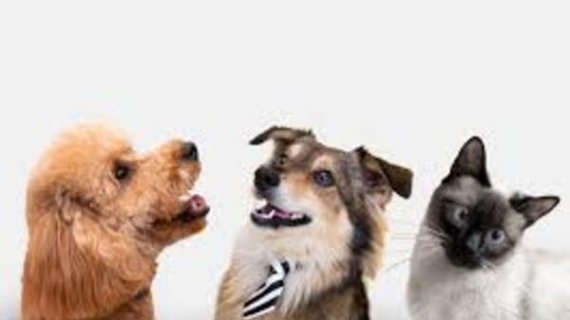 El auge del mercado de mascotas genera oportunidades de negocio e inversión