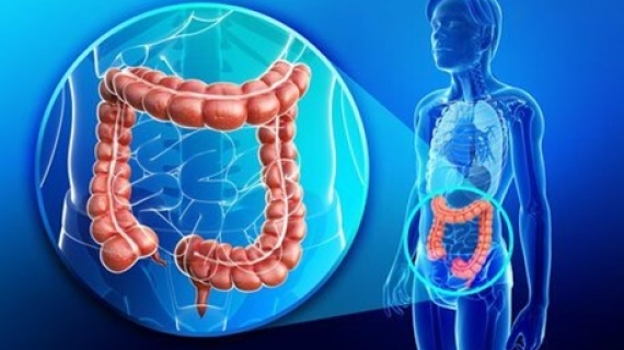 Probioticos