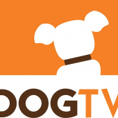 Llega DOGTV a México