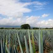 Gran Malo presenta su edición limitada de jamaica