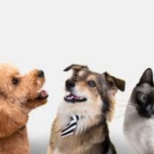 Mercado de mascotas genera oportunidades de negocio e inversión El auge del mercado de mascotas genera oportunidades de negocio e inversión